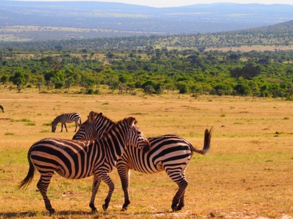 Keňa - Poznávací zájezd - Privátně z Masai Mara k Amboseli